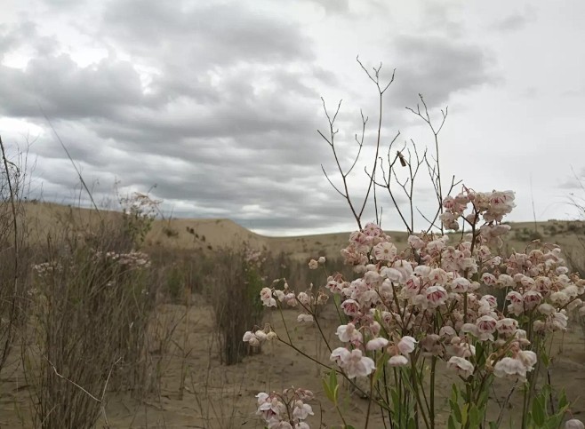 拍摄于塔克拉玛干沙漠。