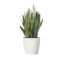 lovaer采集到植物