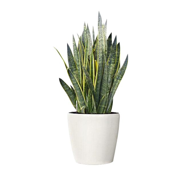 植物、盆栽、盆景png@没有故事的七月