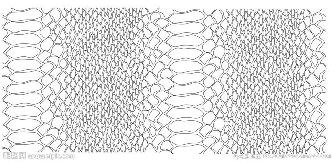 蛇皮纹路
