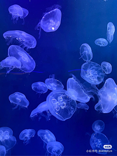 深海梦游采集到海底生物风景