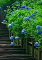 紫阳花，又名绣球花，原产于四川及日本，为山茱萸目绣球花科绣球属落叶灌木。夏天盛开时，其伞形花序如绣球累累。（我们都是蓝色控@蓝色潮流控）