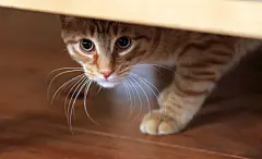 点击来源直接获取大图文件 |橙色虎斑猫从藏身之处小心翼翼地向外看