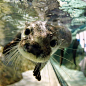 Otter underwater