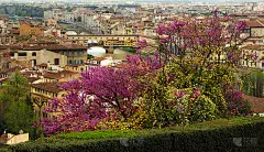 意大利佛罗伦萨亚诺河上著名的韦基奥桥的美丽景色，在春天的一天从米开朗基罗广场拍摄的紫色花树(犹大树)