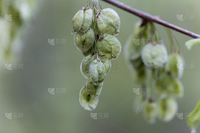 一种欧洲白榆树(榆属)的果实