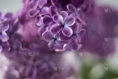丁香紫花的特写