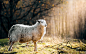 #animals, #sheep, #sunlight, #grass, #nature | Wallpaper No. 152296 - wallhaven.cc