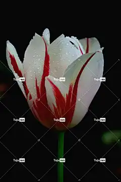 郁金香 花 花卉背景 美丽的花朵 自然 手机壁纸 花壁纸 背景