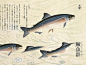 「二十四節気・七十二侯」は「大雪(たいせつ)：第63侯：鱖魚群(さけのうおむらがる)」です。この時期、海で育った鮭が産卵のため一気に川を遡上すると有ります。子どもの頃住んでいた北海道・帯広で見る機会のあった鮭が帯広川を遡上する光景を思い出します。