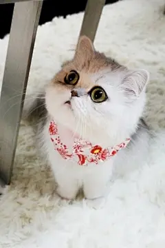 呆萌喵星人可爱宠物猫咪苹果手机壁纸下载http://www.kutoo8.com/