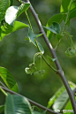 米糕果 Rollinia mucosa
番荔枝科 霹雳果属