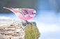 #鳥# 「rosefinch」雪に咲く一輪の薔薇，吼吼看！！！！！「twi:claspaoni」 ​​​​