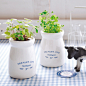 奶瓶栽培植物|milk bottle可爱迷你绿色桌面绿植|爱稀奇|日本进口