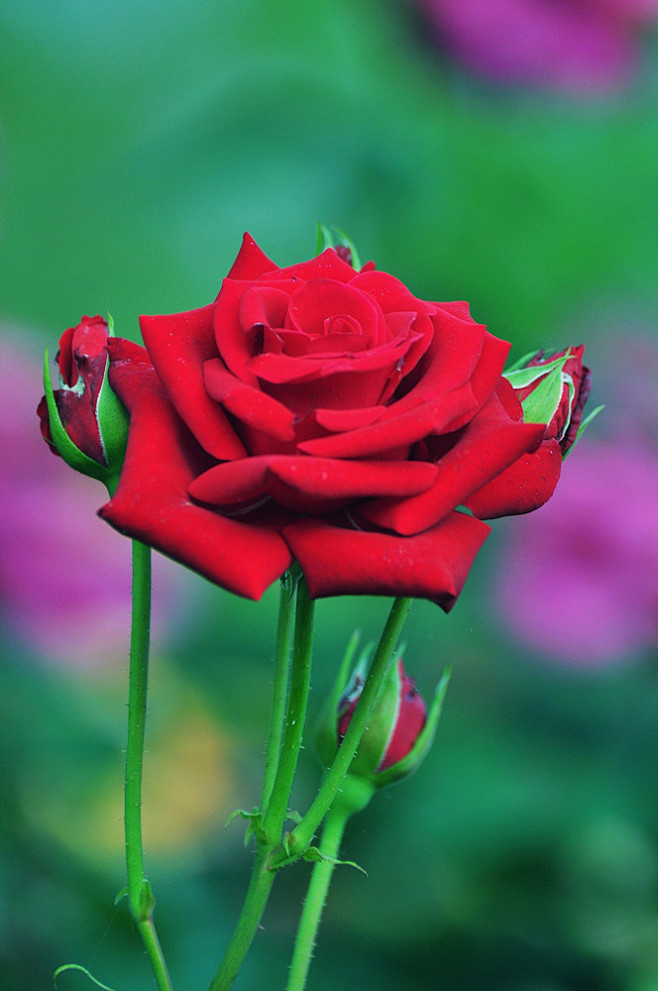 月季花