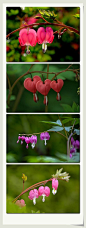 滴血的心（bleeding heart）：学名荷包牡丹 Dicentra spectabilis，原产于中国北部，花如荷包、叶似牡丹、多为桃红色与白色的复色花，花形玲珑叶丛错落。因其形似心脏，英文也称之为 Bleeding heart