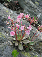 Lewisia growing out of a rock, Siskiyou Mountains, California: 