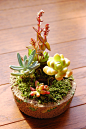 多肉植物のプチ寄せ植え