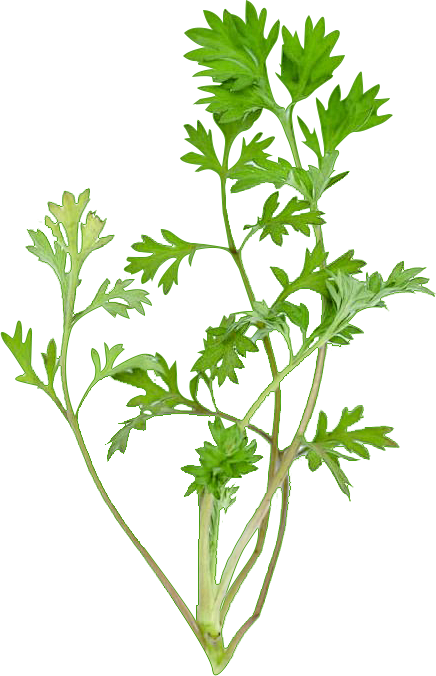 艾草
