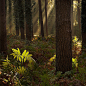 New Forest : New Forest, Hampshire, a little after sunrise.  B l a c k M a g i c