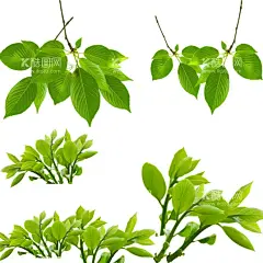绿叶  - 源文件下载【酷图网】绿叶,绿叶装饰,绿叶插画,绿叶图案,绿叶海报,绿叶花边,绿叶图标