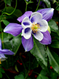  #花#
