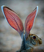 透光的兔子耳朵，血管像是树叶一样的脉络