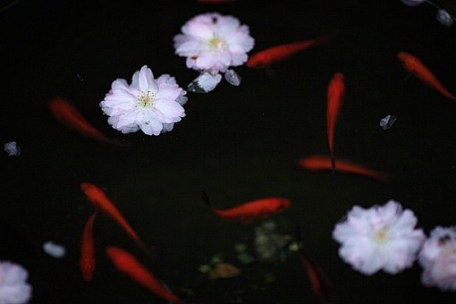 王葵安的相册-雲淡風輕♪