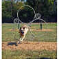 Hoop Jump | Dog Park Equipment