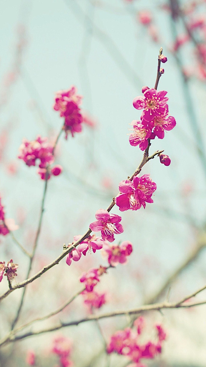 樱花季，樱花祭