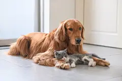 点击来源直接获取大图文件 |Golden Retriever and Kitten