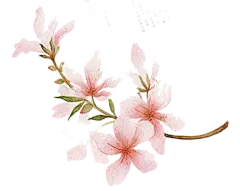 花 樱花 桃花 PNG 花瓣  手绘花