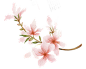 花 樱花 桃花 PNG 花瓣  手绘花