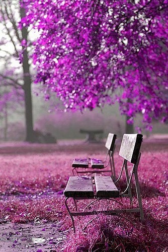 violet canopy、好美紫色、木...