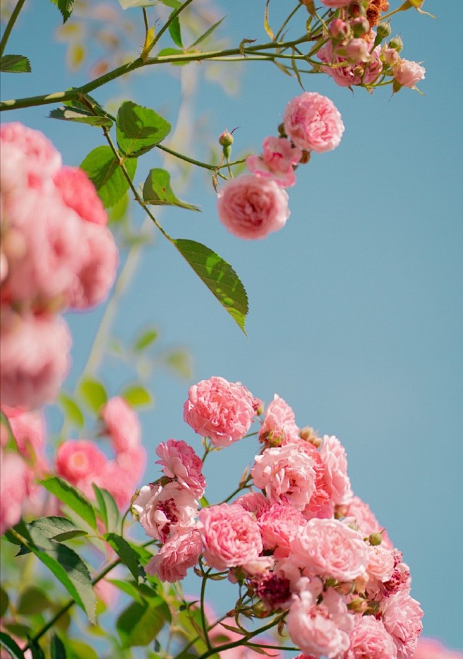 “  年年花开放，天天好时光 …  ” ...