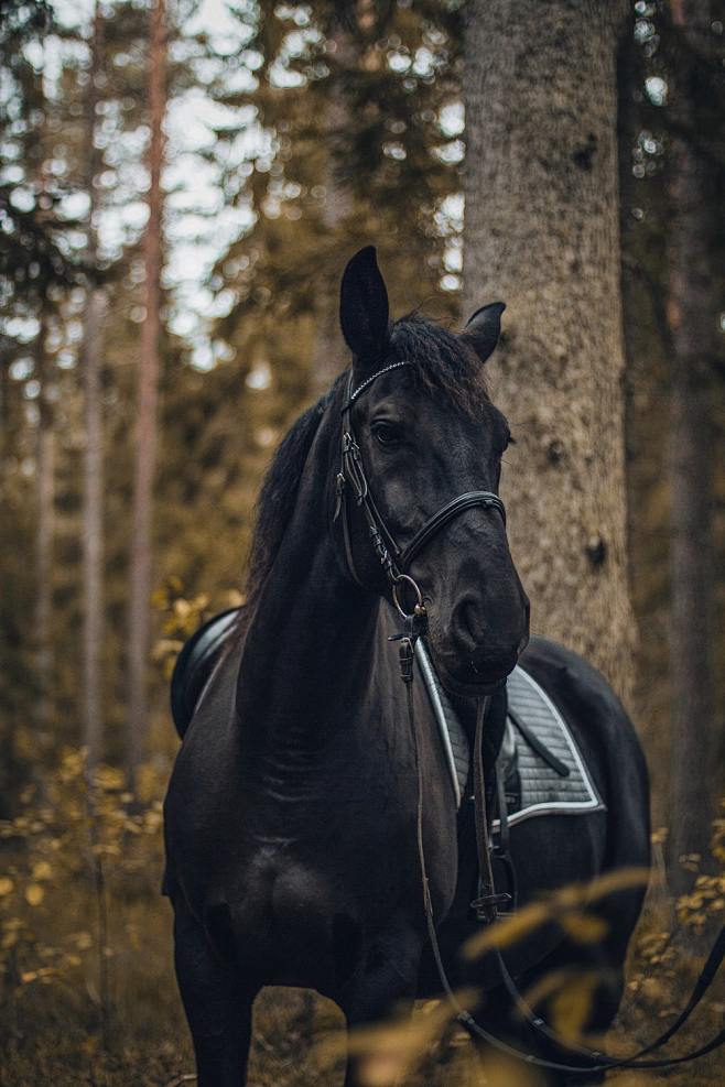 Animal, lightroom, m...