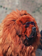 藏地神犬· Tibetan Mastiff