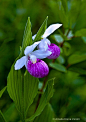 Flower, lady slipper, pink, white, Eshqua Bog, VT - ID: 13090959 © Amalia Elena Veralli: 