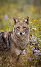 Eastern Coyote Photo by Brittany Crossman — National Geographic Your Shot : A beautiful coyote I've photographed a few times. She/he can be identified by the brown marking in one of its eyes. 