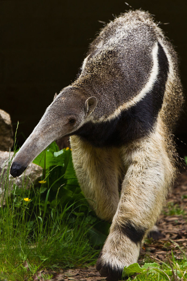 披毛目食蚁兽科大食蚁兽