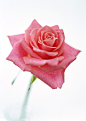 鲜花玫瑰粉红色的玫瑰 - 壁纸（#1938255）/ Wallbase.cc