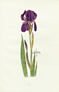 Dykes Iris Genus 1913