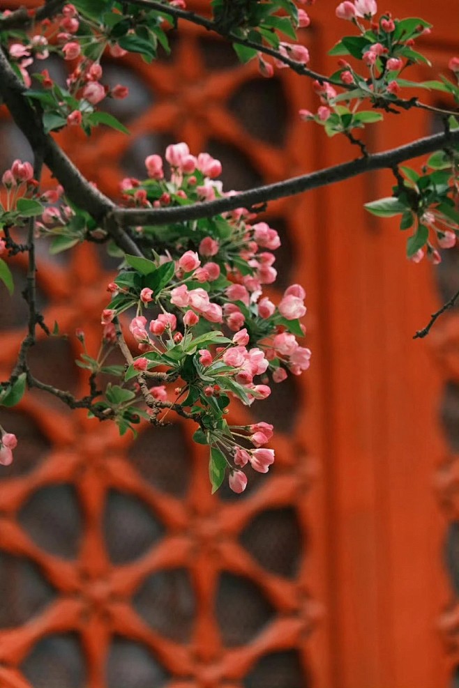 旧赏园林，喜无风雨，春鸟报平安。    ...