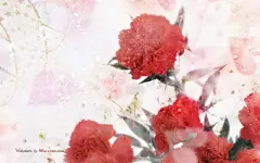 温馨娇艳的康乃馨图片桌面壁纸桌面壁纸2
