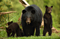 Animal, Baby Animal, Bear, Cub, Predator (animal), Wildlife wallpaper preview