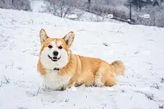 威尔士柯基犬 酷背景 美丽的大自然 4K壁纸1920X1080 冬天