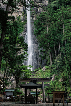 MANJ_WU采集到场景+植物s