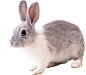 兔子免扣png透明元素 (3)