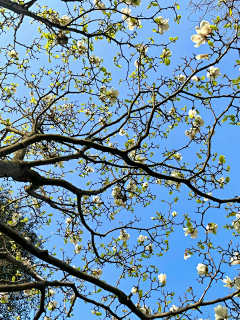 薄荷-apple采集到风景