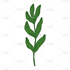手绘的树枝和叶子